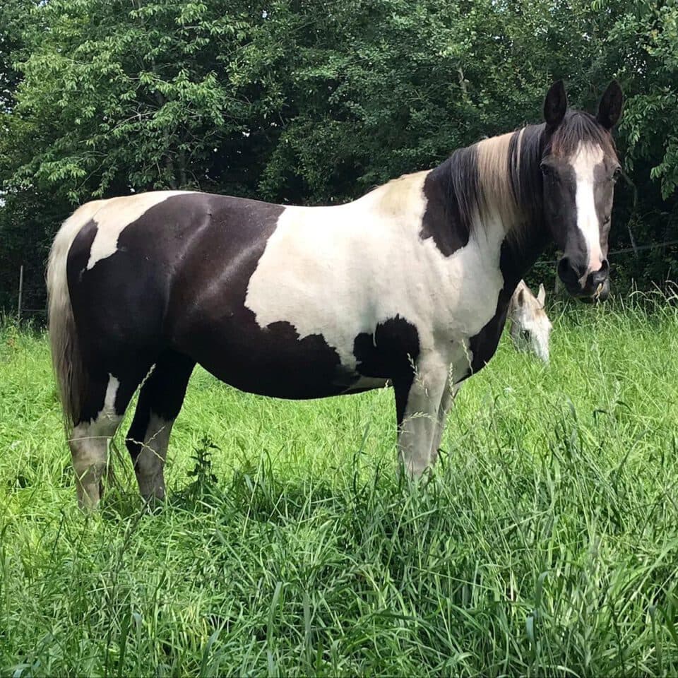 Indigo Horse in the Pasture
