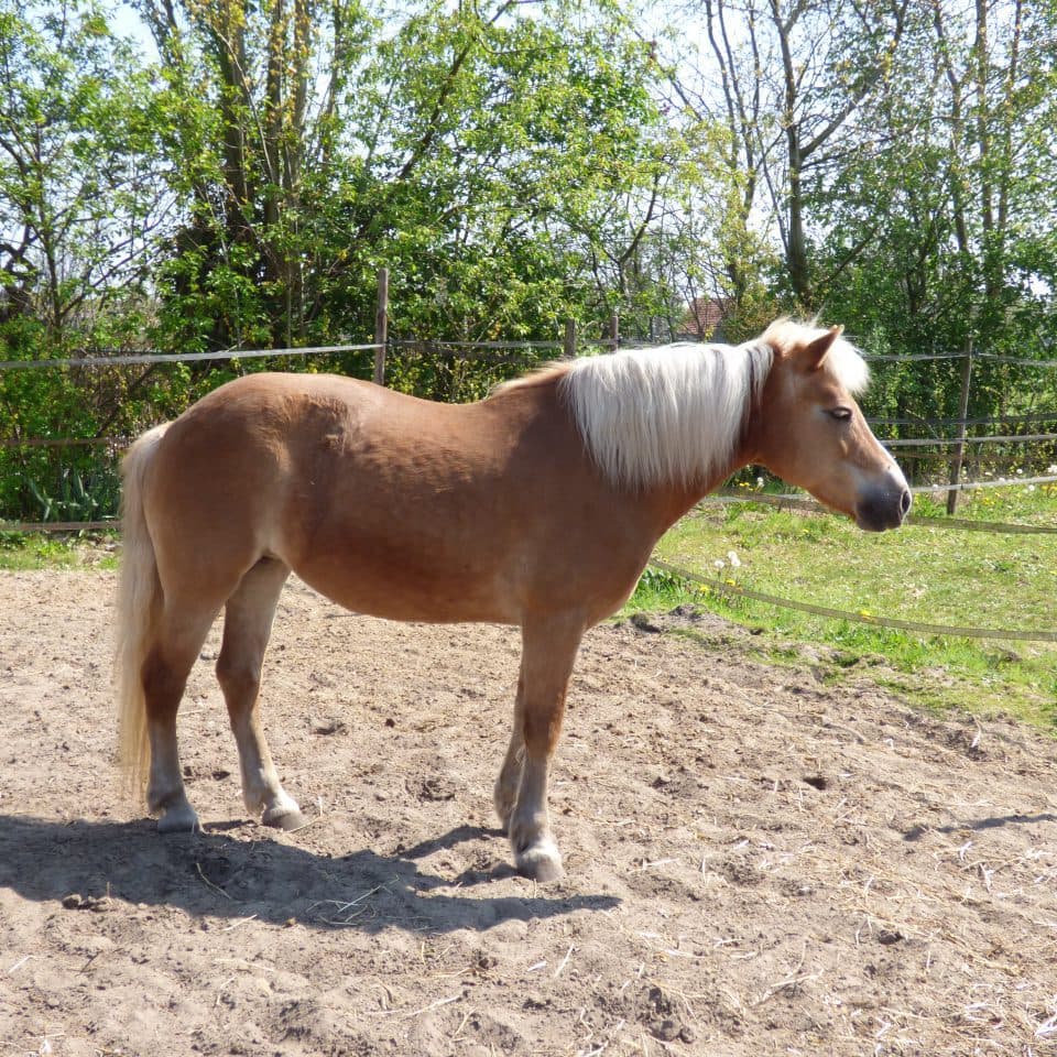 Irma Horse in Nature