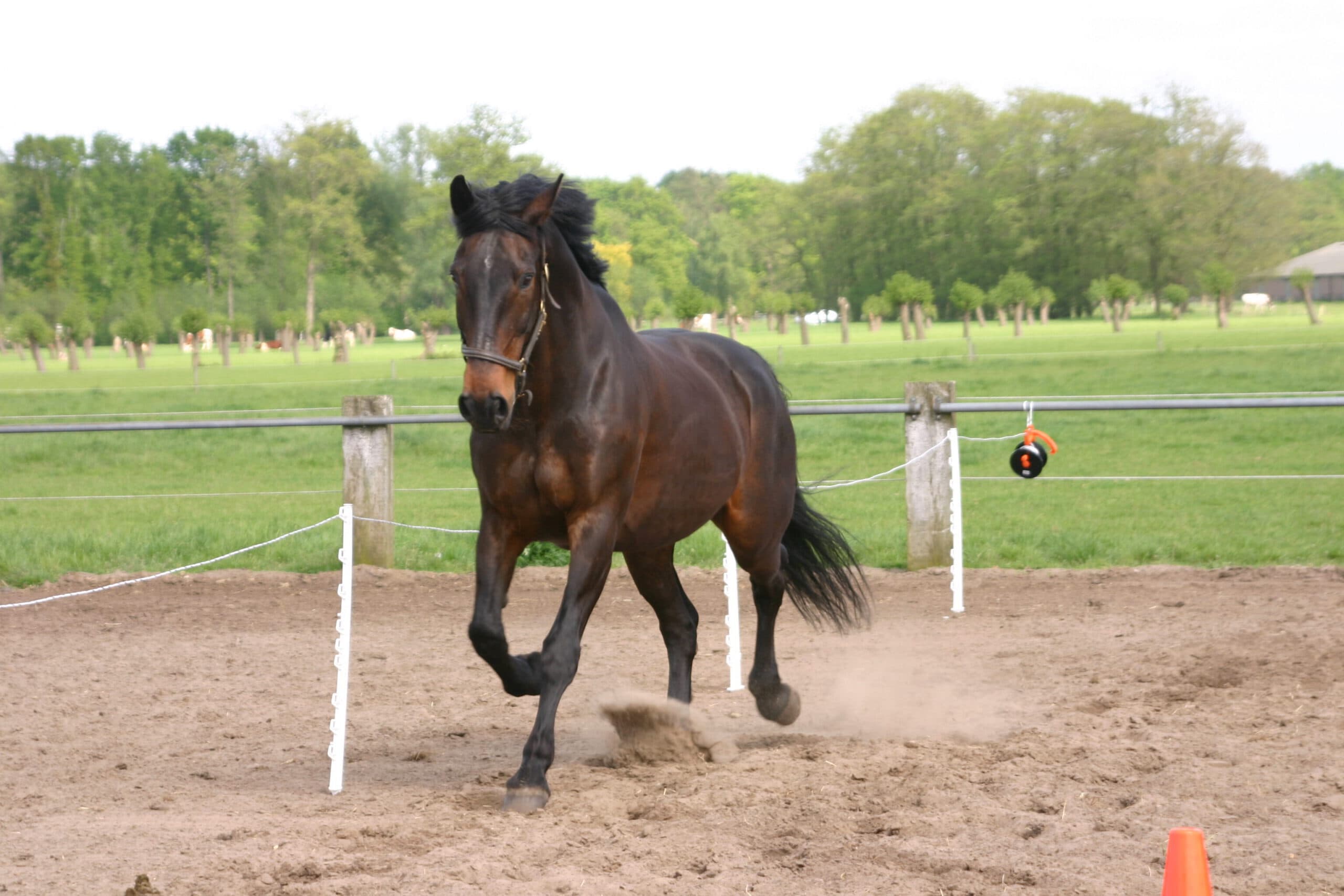 Onyx Horse in Movement