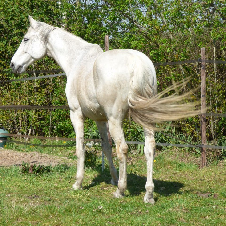 Sense Horse in Meadow