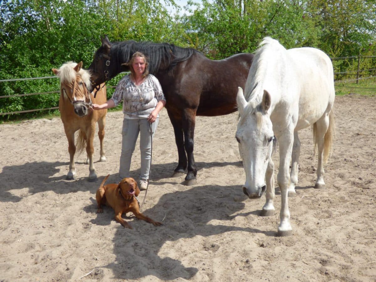 Companionship with Sanctuary Horses